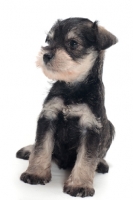 Picture of Miniature Schnauzer puppy, sitting down on white background