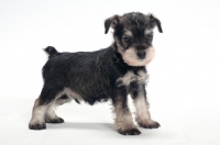 Picture of Miniature Schnauzer puppy standing on white background