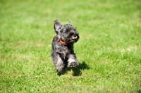 Picture of miniature Schnauzer puppy