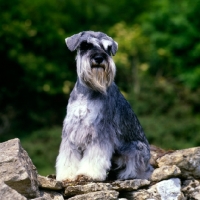 Picture of miniature schnauzer sitting on wall