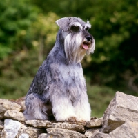 Picture of miniature schnauzer sitting on dry stone wall