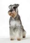 Picture of Miniature Schnauzer sitting on white background