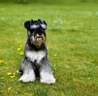 Picture of miniature schnauzer sitting on grass