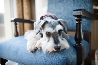 Picture of miniature schnauzer with head down on chair