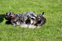 Picture of miniature Schnauzer with her puppies