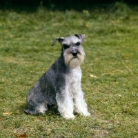 Picture of miniature schnauzer with one flying ear