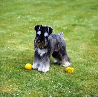 Picture of miniature schnauzer with toys
