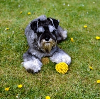 Picture of miniature schnauzer with toy