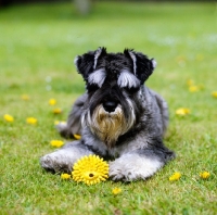 Picture of miniature schnauzer with toy