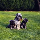 Picture of miniature schnauzer with two puppies