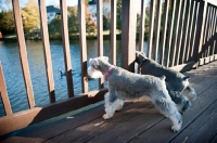 Picture of miniature schnauzers looking through a fence at a pond