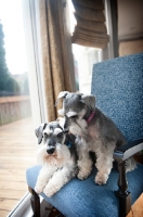 Picture of miniature schnauzers nuzzling in blue chair