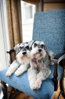 Picture of miniature schnauzers on blue chair