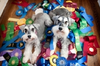 Picture of miniature schnauzers sitting in award ribbons