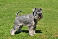 Picture of miniature Schnauzer