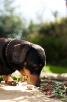 Picture of Miniature Smooth Dachshund sniffing in garden