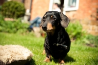 Picture of Miniature Smooth Dachshund standing in garden