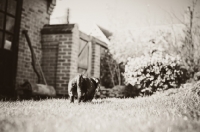 Picture of Miniature Smooth Dachshund walking away from camera in garden