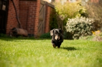 Picture of Miniature Smooth Dachshund walking towards camera in garden
