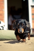 Picture of Miniature Smooth Dachshund walking towards camera in garden