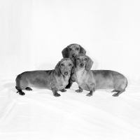 Picture of miniature smooth dachshunds