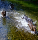 Picture of Miniature wire-haired dachshunds running through water