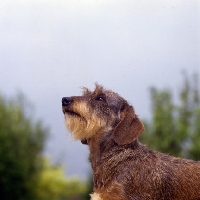Picture of miniature wire haired dachshund looking up