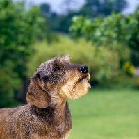 Picture of miniature wire haired dachshund portrait