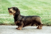 Picture of miniature wire haired dachshund