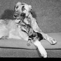 Picture of miniature wire haired dachshund puppy looking up at  irish wolfhound, licking