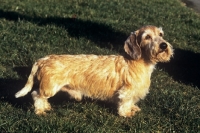 Picture of miniature wired haired dachshund