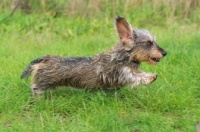 Picture of Miniature Wirehaired Dachshund running