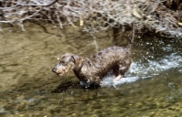 Picture of miniature wirehaired dachshund racing through water