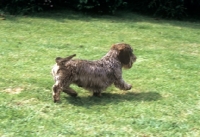 Picture of miniature wirehaired dachshund trotting off