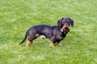 Picture of Miniature Wirehaired Dachshund on grass