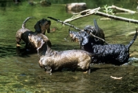 Picture of miniature wirehaired dachshunds standing in water