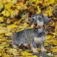 Picture of miniature wirehaired dachshund sitting in yellow autumnal leaves