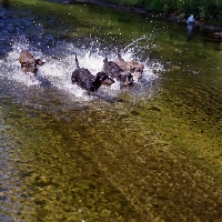 Picture of miniature wirehaired dachshunds running through water  