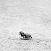 Picture of miniature wirehaired dachshund puppy standing in a tray