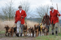 Picture of Minkhounds from the Culmstock pack (they are partly pure otterhound and partly otterhound x welsh foxhounds)