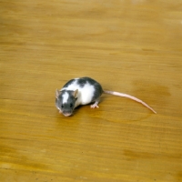 Picture of mis-marked dutch mouse, greyand white