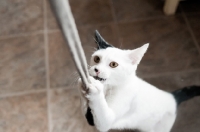 Picture of mischievous cat playing with rope