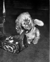 Picture of mischievous Cocker Spaniel puppy pulling film out of rolleiflex camera