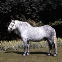 Picture of Miss M de Beaumont's Highland Pony stallion