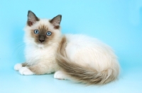 Picture of mitted blue point ragdoll kitten