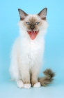 Picture of mitted blue ragdoll kitten