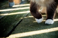 Picture of mitted Ragdoll feet
