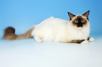 Picture of mitted seal ragdoll cat, lying down