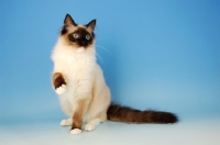 Picture of mitted seal ragdoll cat, one leg up