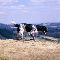 Picture of mitze of houndbrae,  large munsterlander walking on dry landscape grass